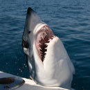 Cracked Round-Up: Summer Politics Edition