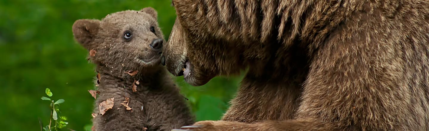 5 Unintentional Ways Humans Are Totally Changing Evolution