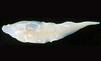 5 Tiny Animals That Deserve Their Own Horror Movie