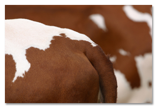 The 6 Creepiest Lies the Food Industry is Feeding You