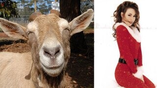 'All I Want For Christmas' Makes Goats Produce More Milk