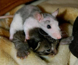 5 Awesome Parasites That Torture Animals (That I Hate)