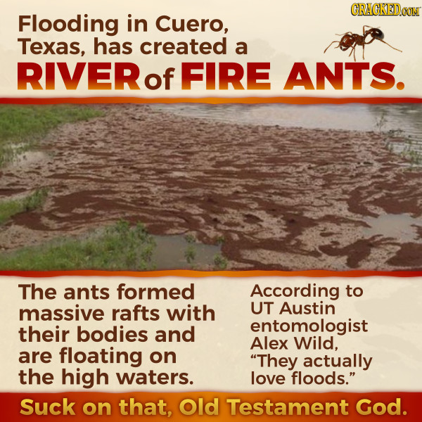 CRACKEDOON Flooding in Cuero, Texas, has created a RIVER of FIRE ANTS. The ants formed According to massive rafts with UT Austin entomologist their bo