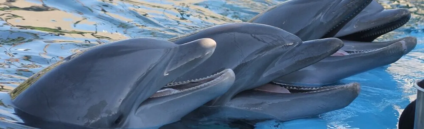 One Cracked Fact: Dolphins Have Boy Bands That Sing Together For Years