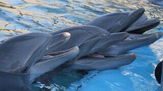 One Cracked Fact: Dolphins Have Boy Bands That Sing Together For Years