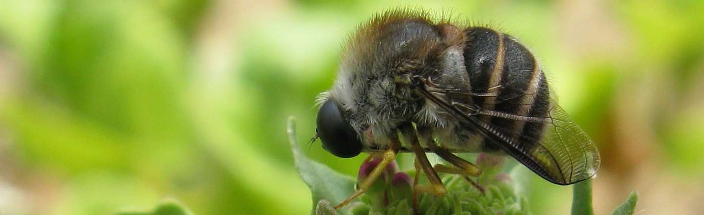 5 Evil Species Of Flies You Don't (Want To) Know Exist