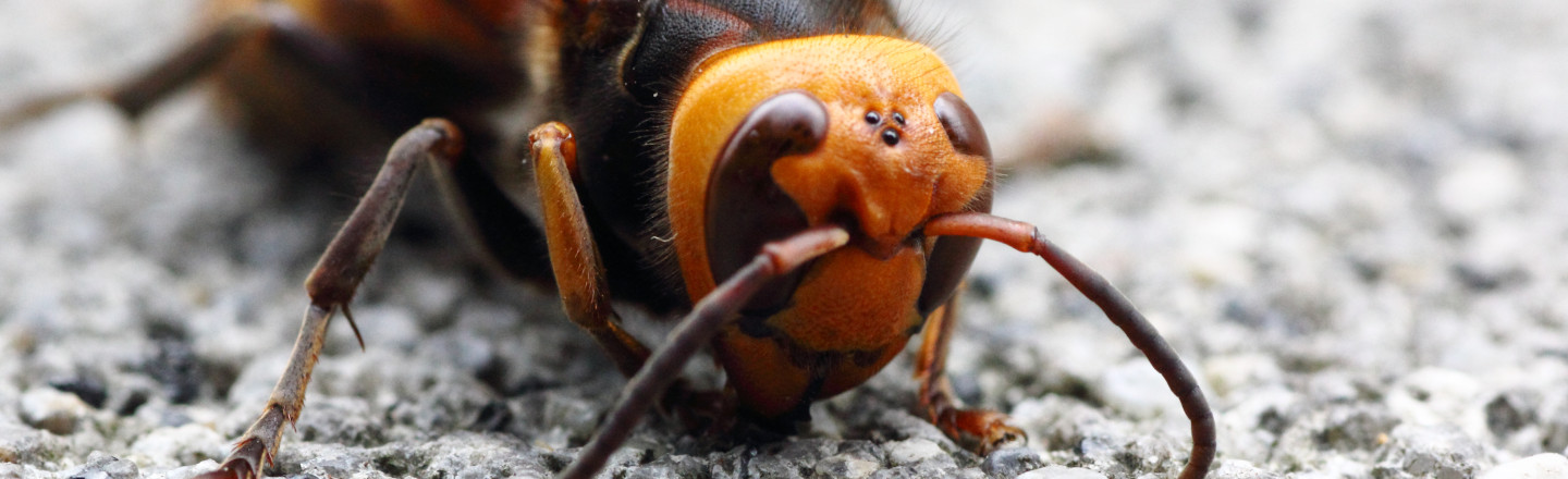 A Cracked Primer On That Murder Hornet