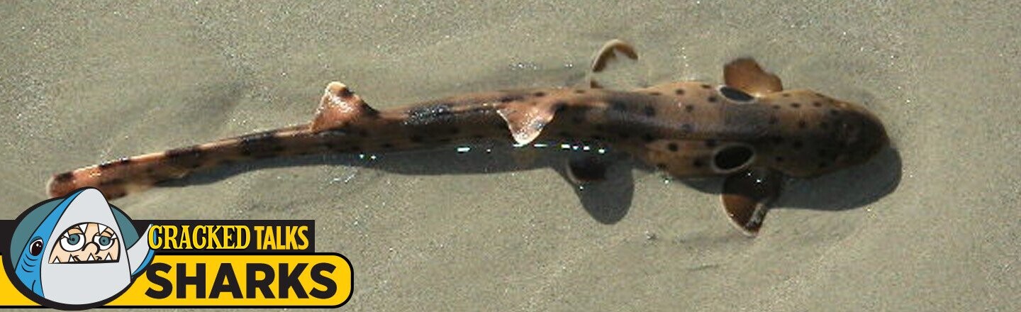 In Australia, Sharks Can Walk