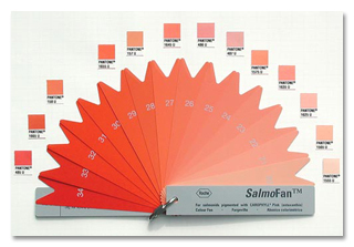 F A 27 B 28 25 o 2o 33 SalmoFan YM 34