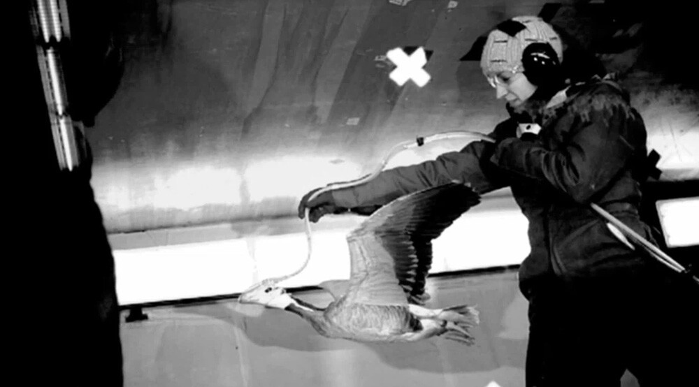 goose wearing an oxygen mask