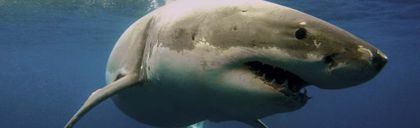 5 Dumb Ways People At The Beach React To Sharks