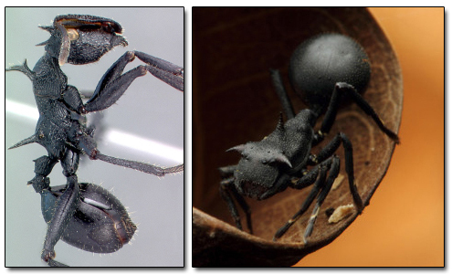 The 8 Most Mind Blowing Disguises in Nature