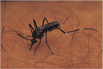 The Most Appropriately Endangered Species on the Planet