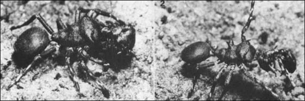 The 8 Most Mind Blowing Disguises in Nature