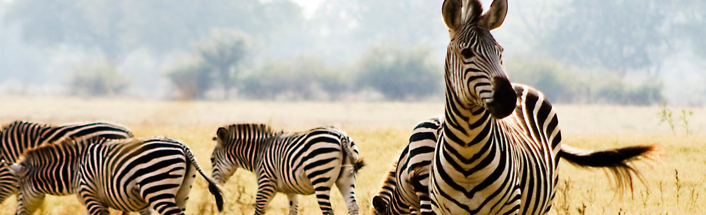 Why Do Zebras Have Stripes? Turns Out We Have No Idea