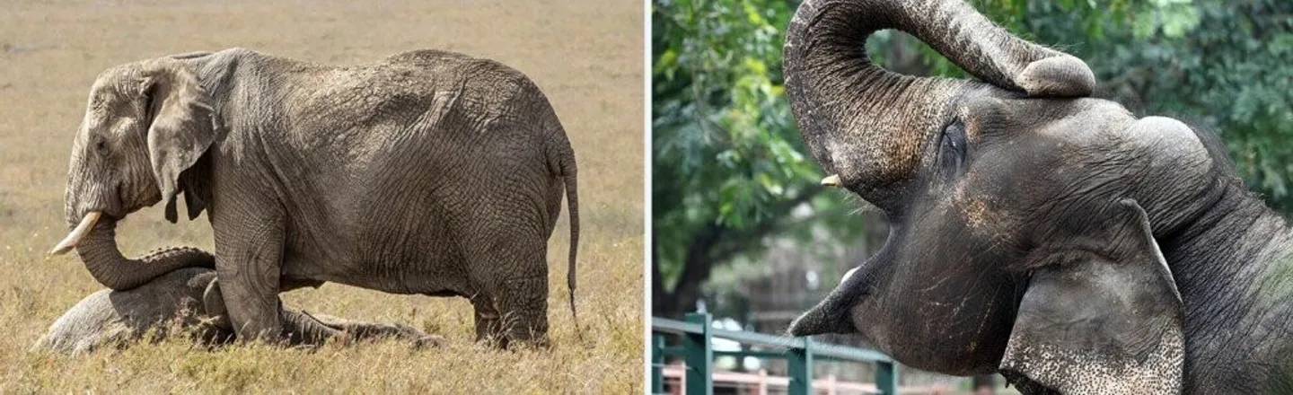 4 Elephants Facts That Prove They're Low-key Geniuses