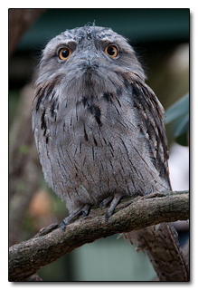 The 8 Most Mind Blowing Disguises in Nature