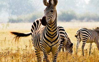 Why Do Zebras Have Stripes? Turns Out We Have No Idea