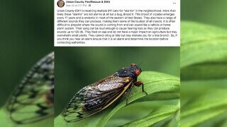 Georgia Officials Beg Residents To Stop Calling 911 Over Cicadas