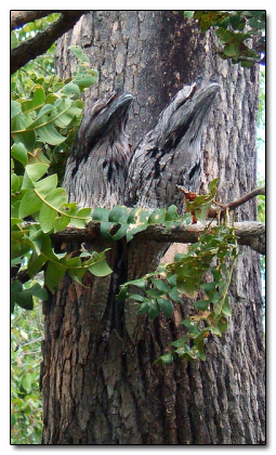 The 8 Most Mind Blowing Disguises in Nature