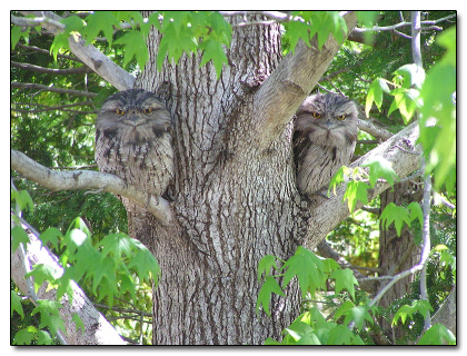 The 8 Most Mind Blowing Disguises in Nature