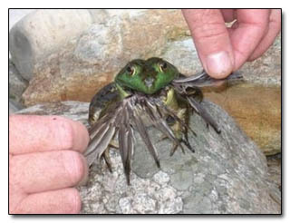 6 Terrifying Predators Routinely Owned by Adorable Prey