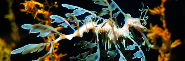 The 8 Most Mind Blowing Disguises in Nature