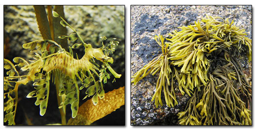 The 8 Most Mind Blowing Disguises in Nature