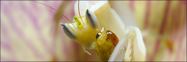 The 8 Most Mind Blowing Disguises in Nature