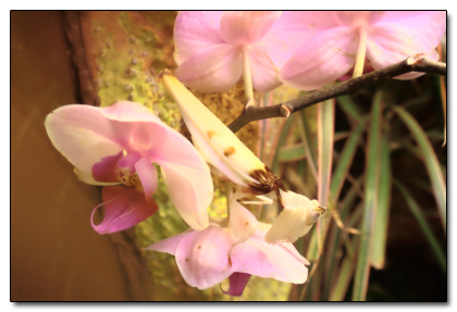 The 8 Most Mind Blowing Disguises in Nature