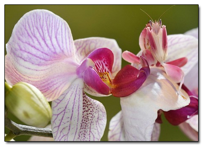 The 8 Most Mind Blowing Disguises in Nature