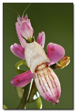 The 8 Most Mind Blowing Disguises in Nature