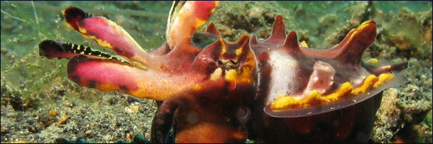 The 8 Most Mind Blowing Disguises in Nature