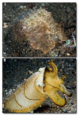 The 8 Most Mind Blowing Disguises in Nature