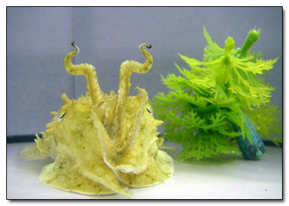 The 8 Most Mind Blowing Disguises in Nature