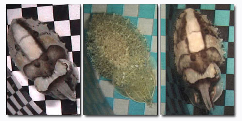 The 8 Most Mind Blowing Disguises in Nature