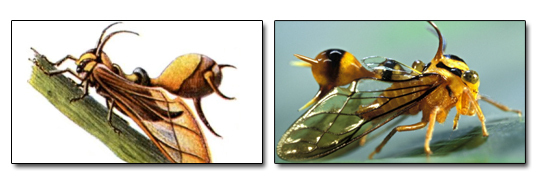 The 8 Most Mind Blowing Disguises in Nature