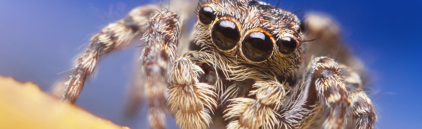 How A Spider Triggered The Best News Story of 2019 So Far