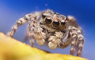How A Spider Triggered The Best News Story of 2019 So Far