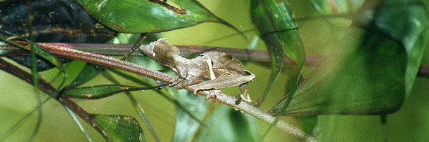 The 8 Most Mind Blowing Disguises in Nature