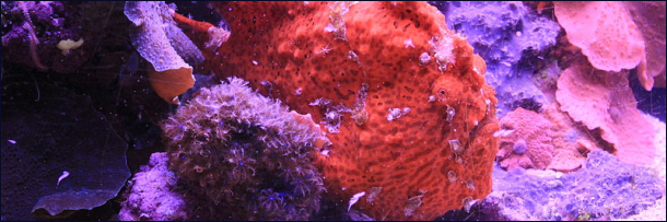 The 8 Most Mind Blowing Disguises in Nature