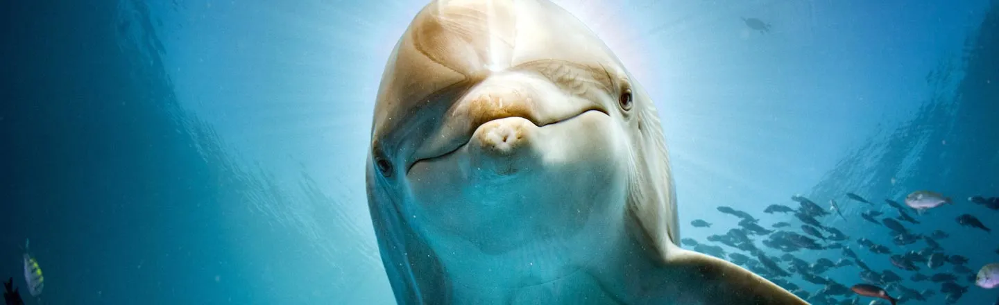 An Infamous NASA Experiment Involved A Horny Dolphin And LSD