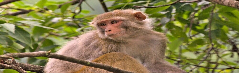 Thousands Of Monkeys Have Taken Over A South Carolina Island