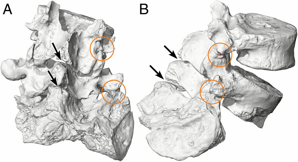 bones of La Chapelle-aux-Saints 