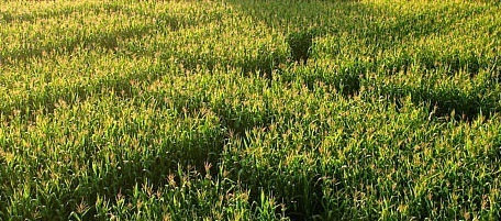 3 Dumb Monsters Who Deserve Their Own 'Twilight' Spinoff