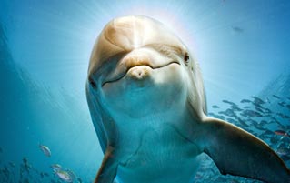 An Infamous NASA Experiment Involved A Horny Dolphin And LSD