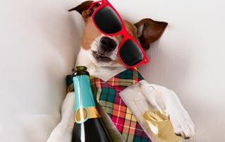 You Can Now Buy Booze For Your Pets. But Why? 