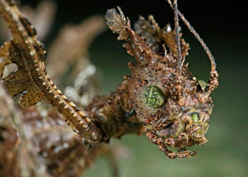 The 6 Stealthiest Disguises in the Animal Kingdom | Cracked.com