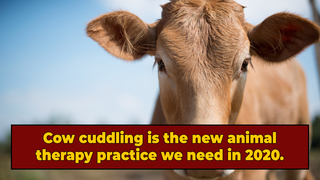 Stressed-Out Folks Are Hugging Cows (And Moo Can Blame Them)