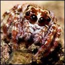 Nature's 6 Most Diabolical Predators